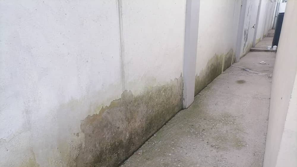 Painted fence wall with damp base affected by fungus